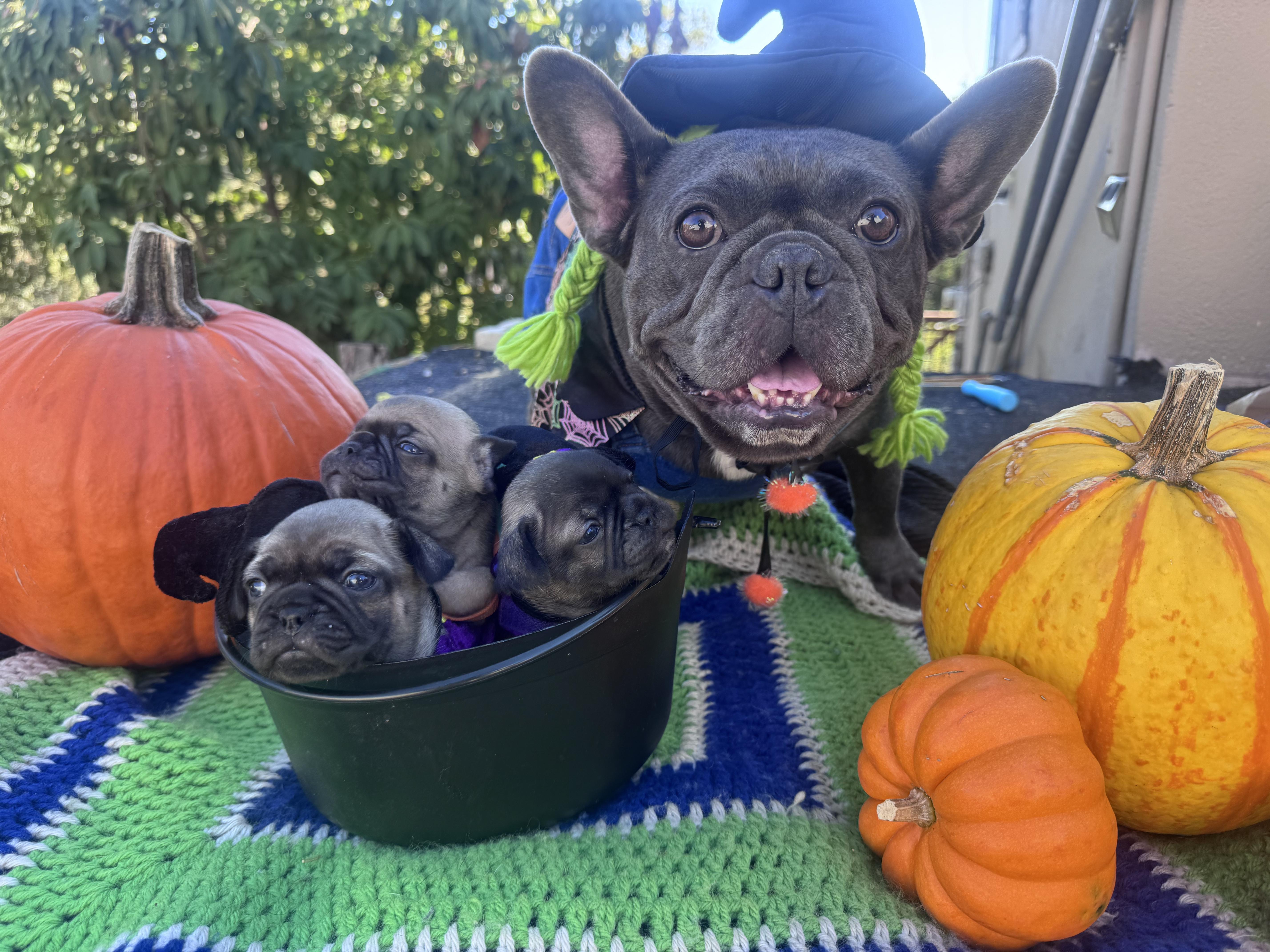 Enlarge Marney, Dylan, and Sophie, a Adoptable French Bulldog in rowland heights, CA image 4/4