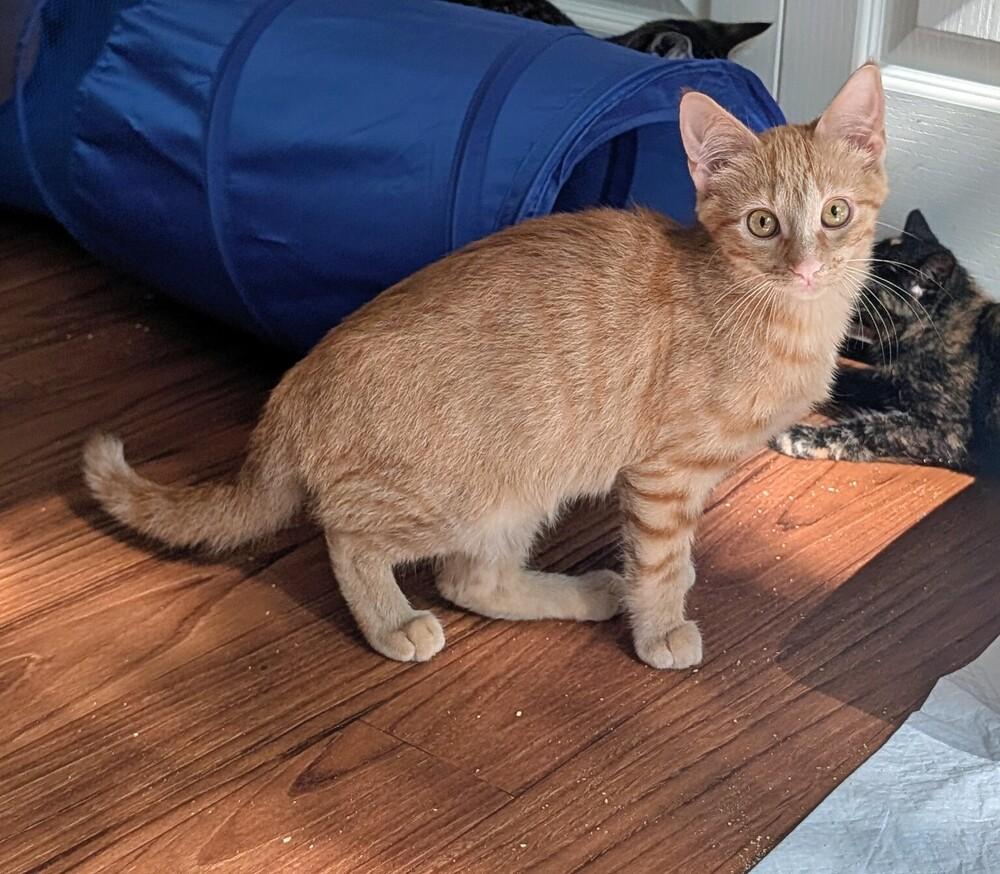 Rex, a Adoptable Domestic Short Hair in Louisa, VA image 1/5