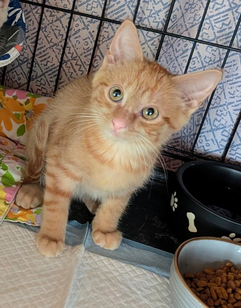 Rex, a Adoptable Domestic Short Hair in Louisa, VA image 2/5