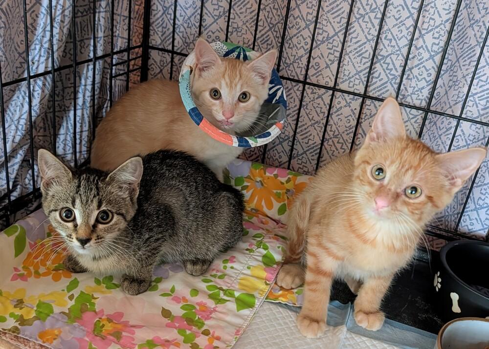 Rex, a Adoptable Domestic Short Hair in Louisa, VA image 3/5