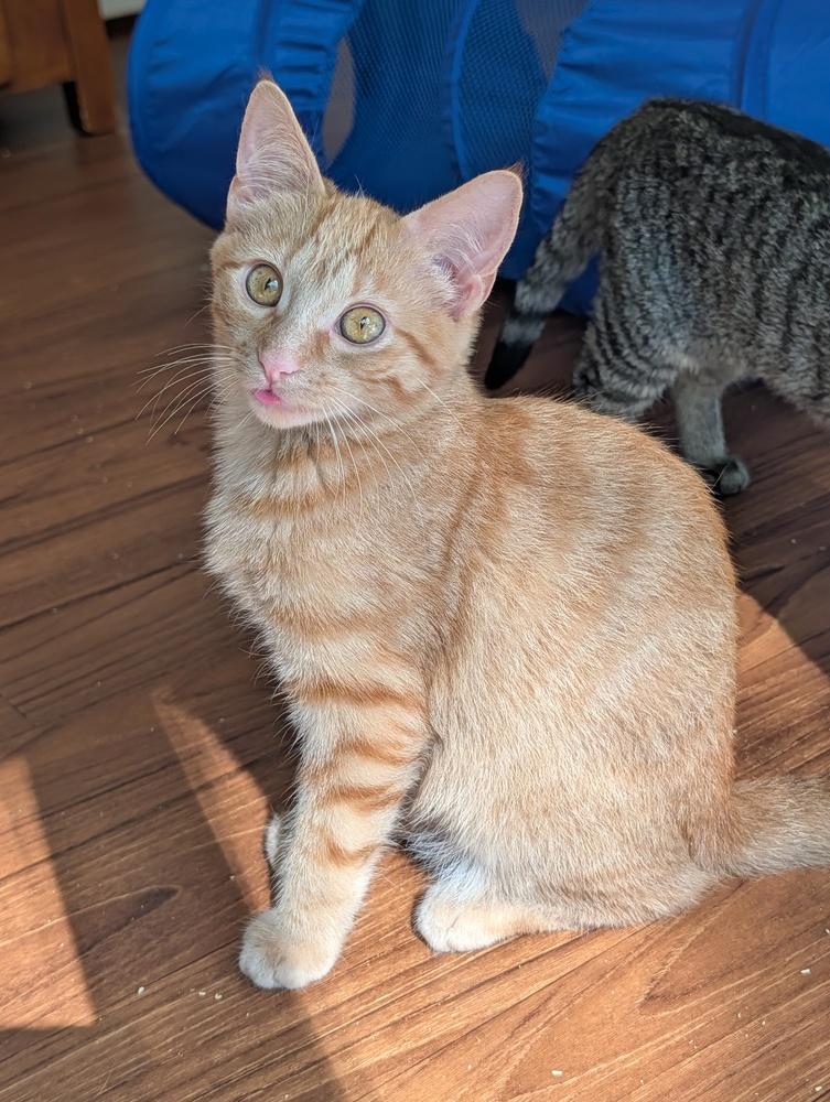 Rex, a Adoptable Domestic Short Hair in Louisa, VA image 4/5