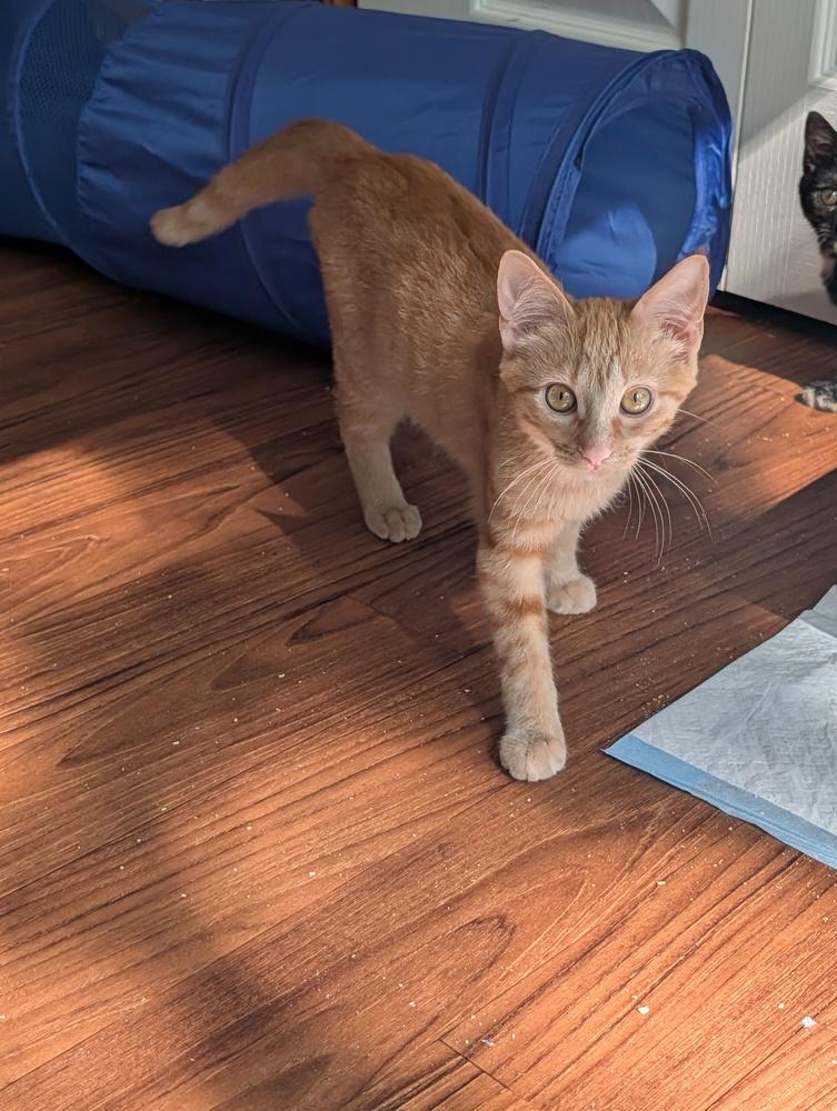 Rex, a Adoptable Domestic Short Hair in Louisa, VA image 5/5
