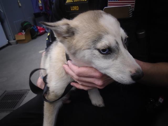 Enlarge ARYA, a Adoptable Husky in Fairfield, CA image 1/1