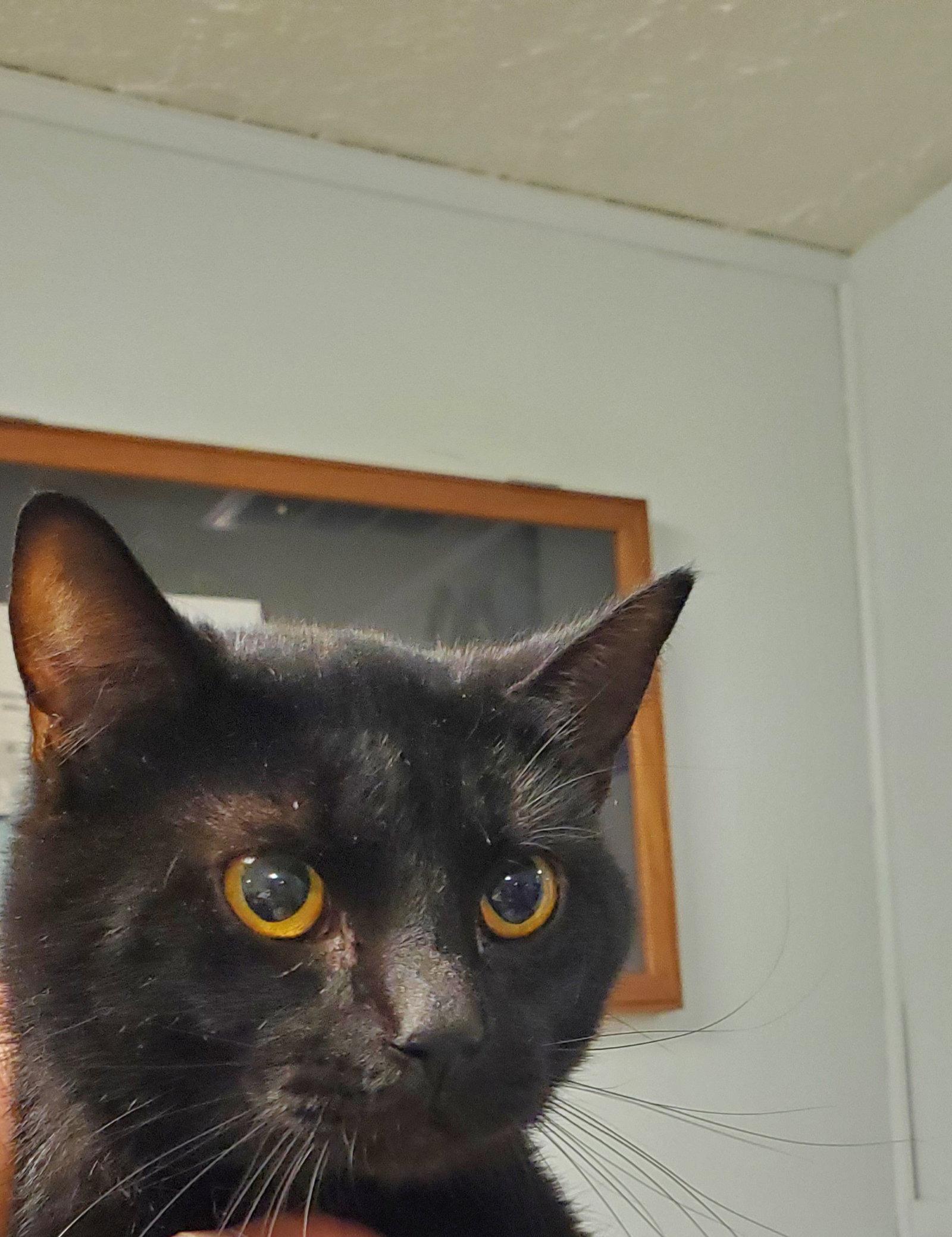 Orpheus, Adopted, Young Male Domestic Short Hair.