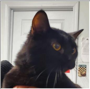 Orpheus, a Adopted Domestic Short Hair in Greenfield, IN image 2/2