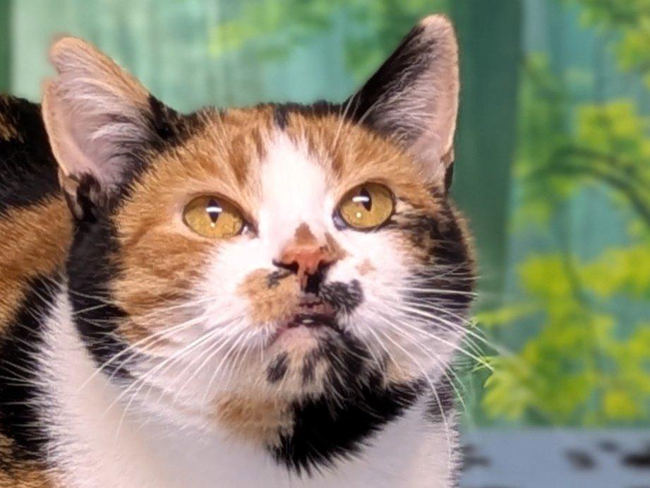 Kalispell, ADOPTABLE, Adult Female Calico & Domestic Short Hair.