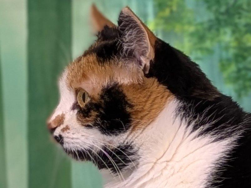 Enlarge Kalispell, a ADOPTABLE mixed breed in Republic, WA image 4/6