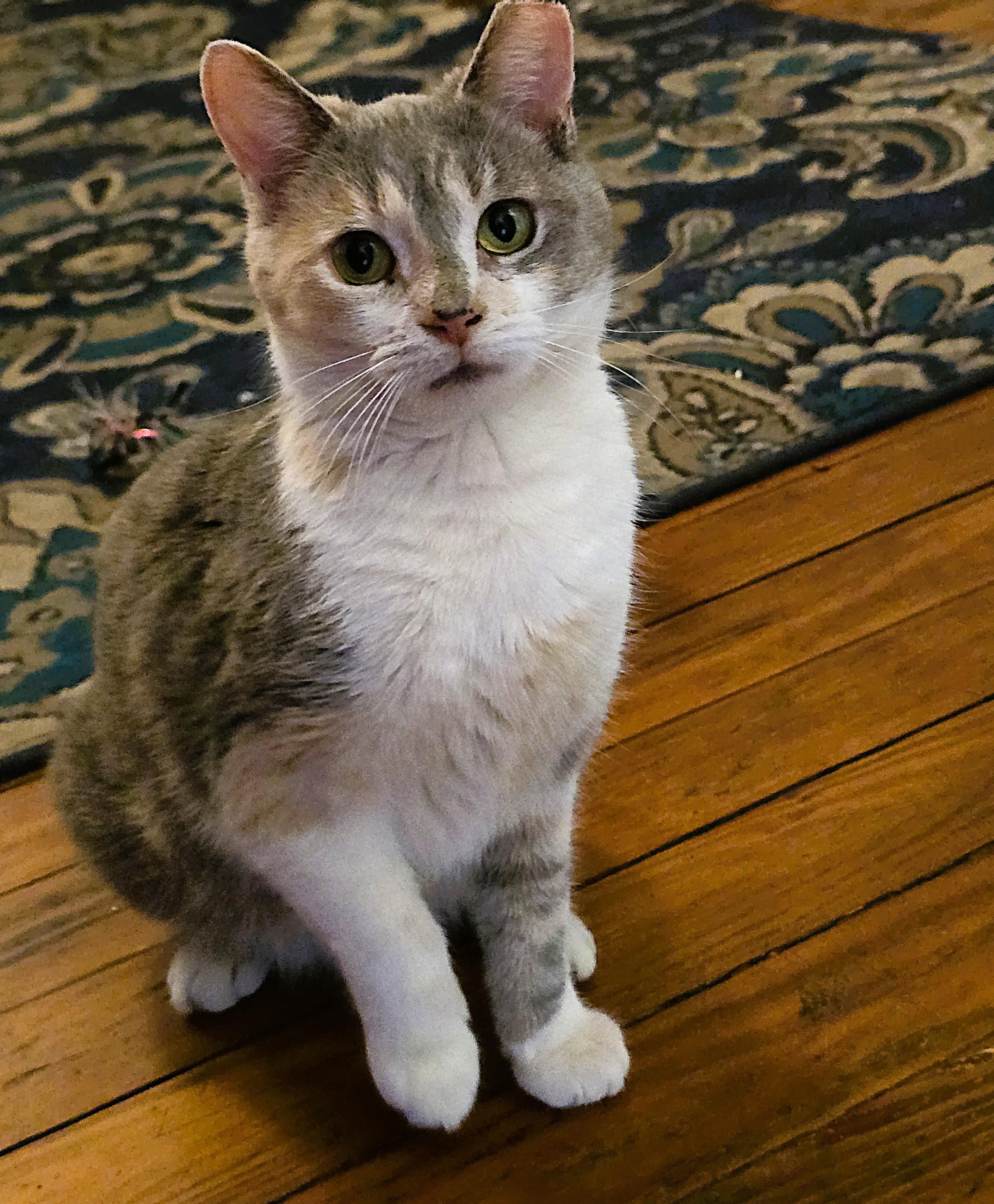 Enlarge Kiki, a ADOPTABLE Dilute Calico in Wilmington, NC image 1/1