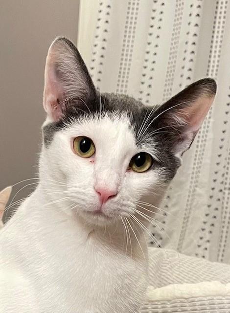 Polo (LE), a Adoptable Domestic Short Hair in Little Falls, NJ image 1/4