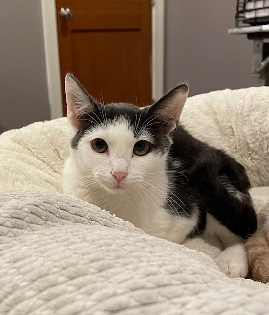 Polo (LE), a Adoptable Domestic Short Hair in Little Falls, NJ image 2/4