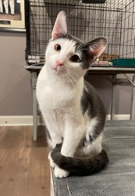 Polo (LE), a Adoptable Domestic Short Hair in Little Falls, NJ image 4/4