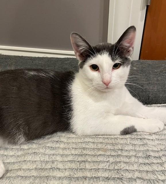 Polo (LE), a Adoptable Domestic Short Hair in Little Falls, NJ image 3/4