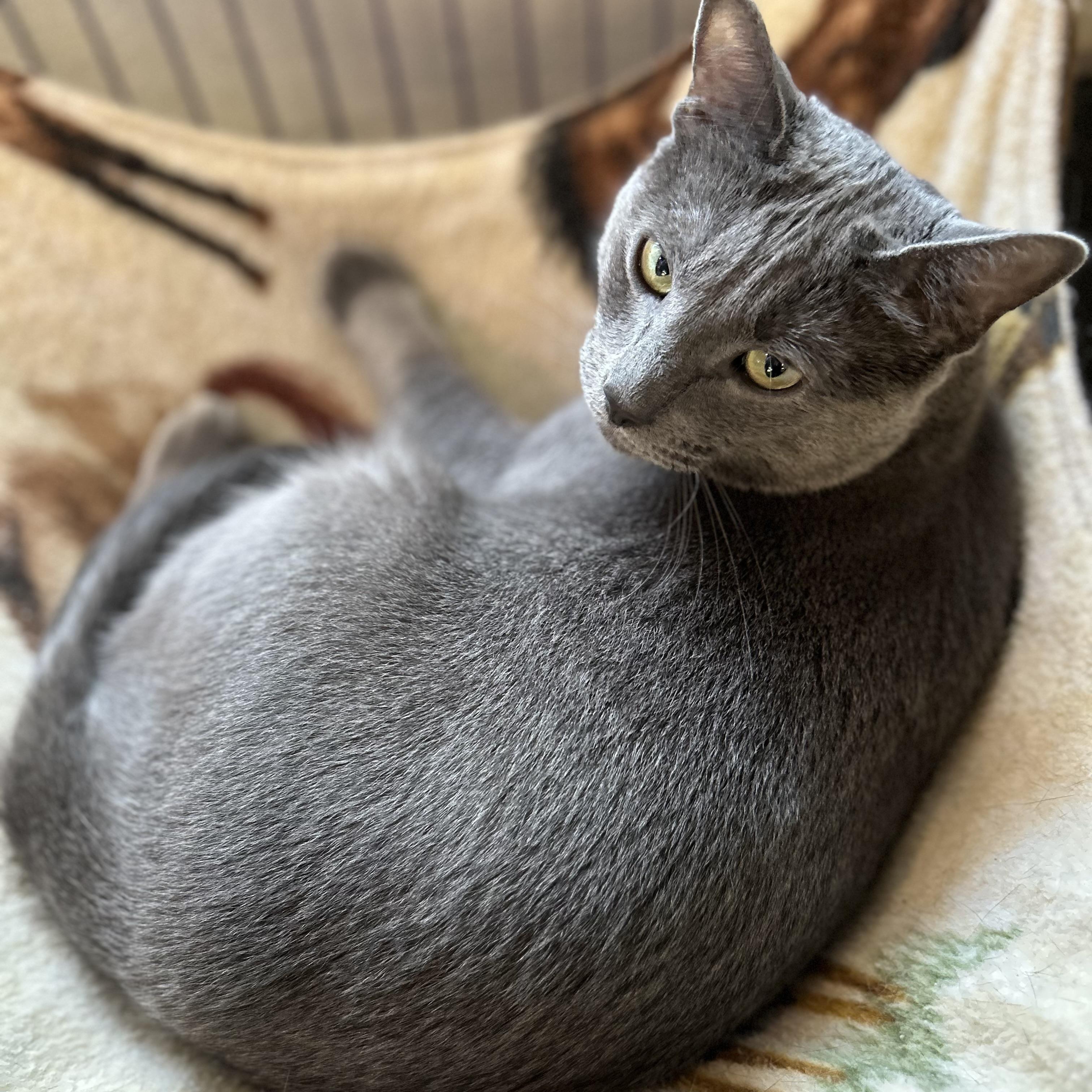 Enlarge Almond Joy, a Adoptable Russian Blue in Seguin, TX image 3/5