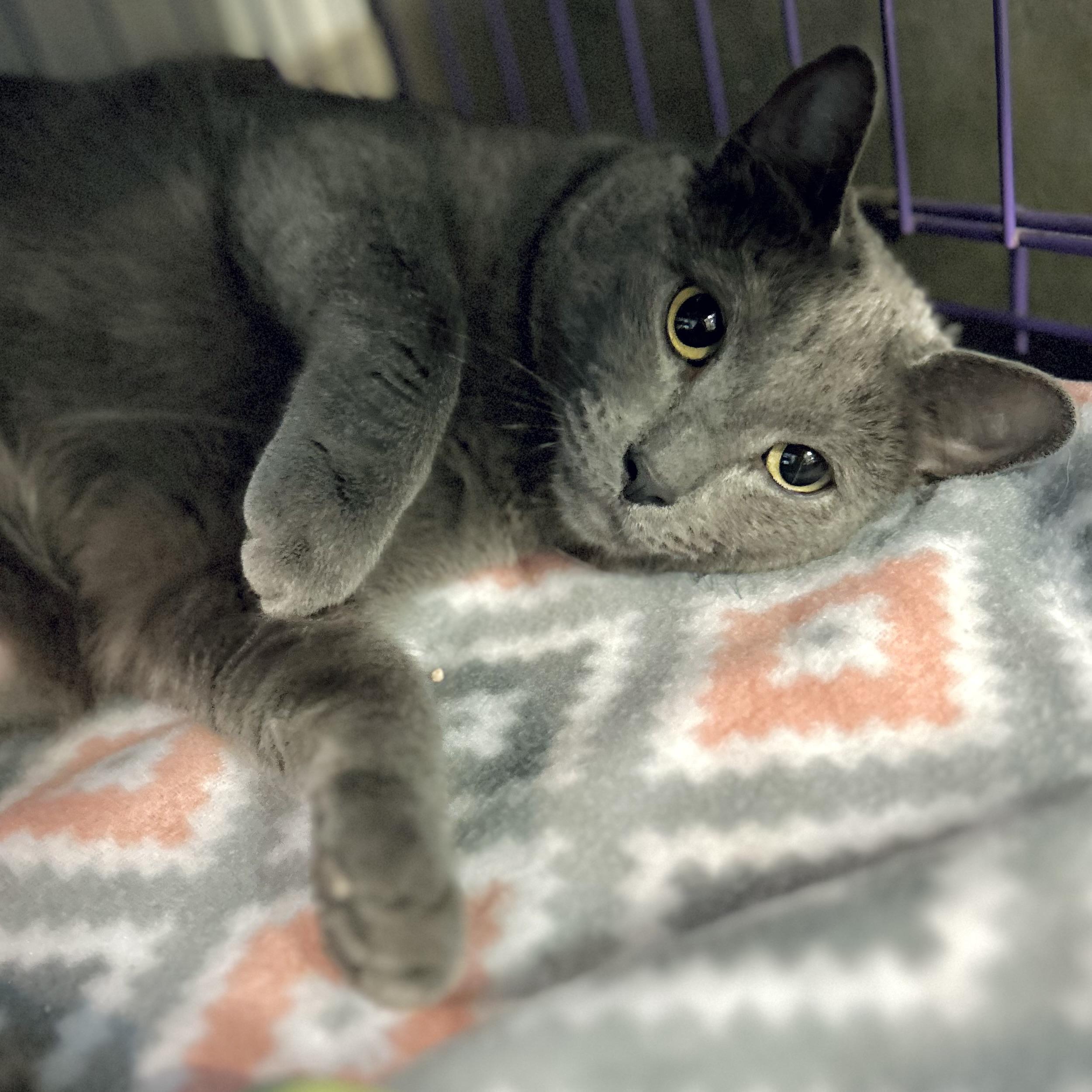 Enlarge Almond Joy, a Adoptable Russian Blue in Seguin, TX image 4/5