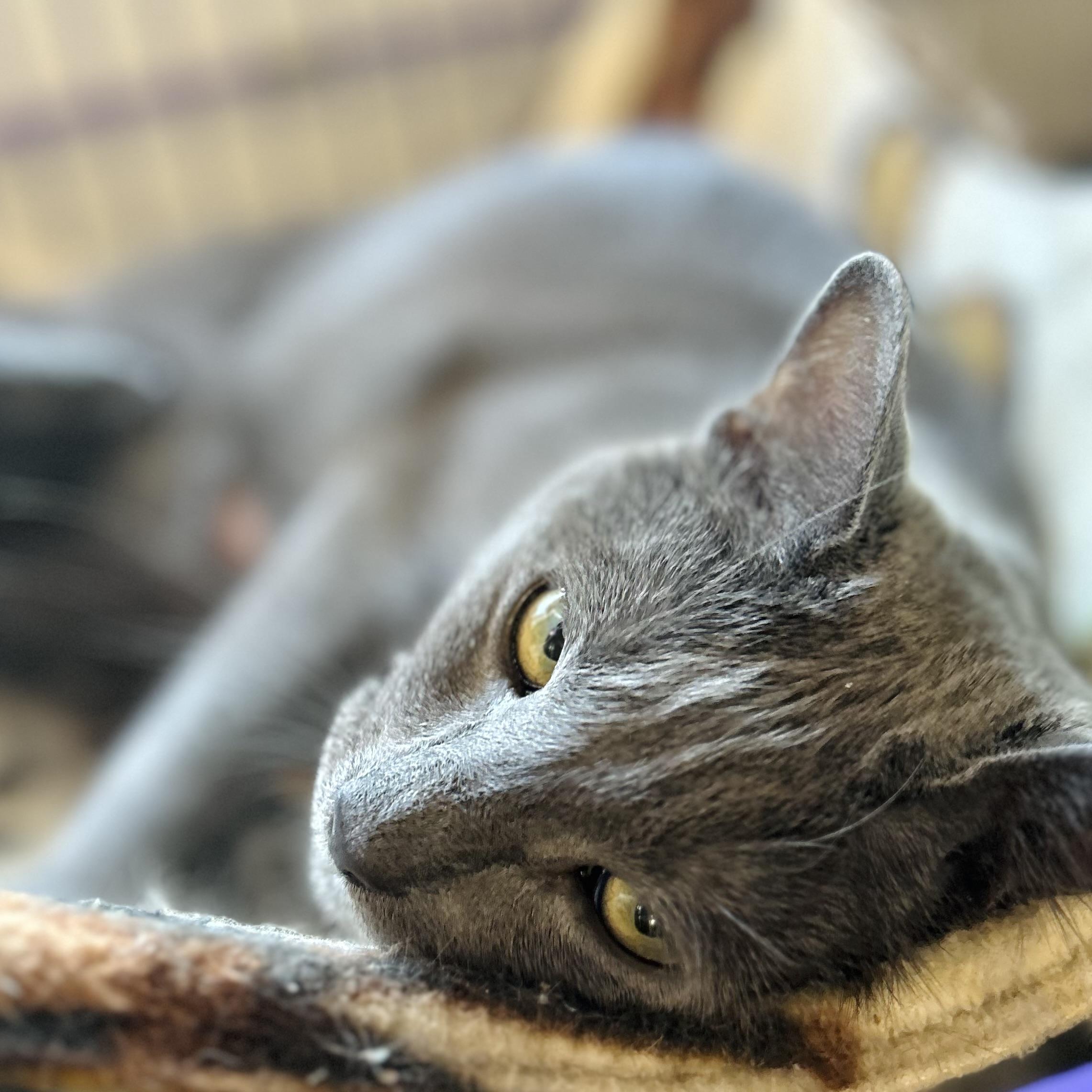 Enlarge Almond Joy, a Adoptable Russian Blue in Seguin, TX image 1/5