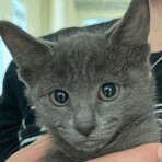 Enlarge Almond Joy, a Adoptable Russian Blue in Seguin, TX image 5/5