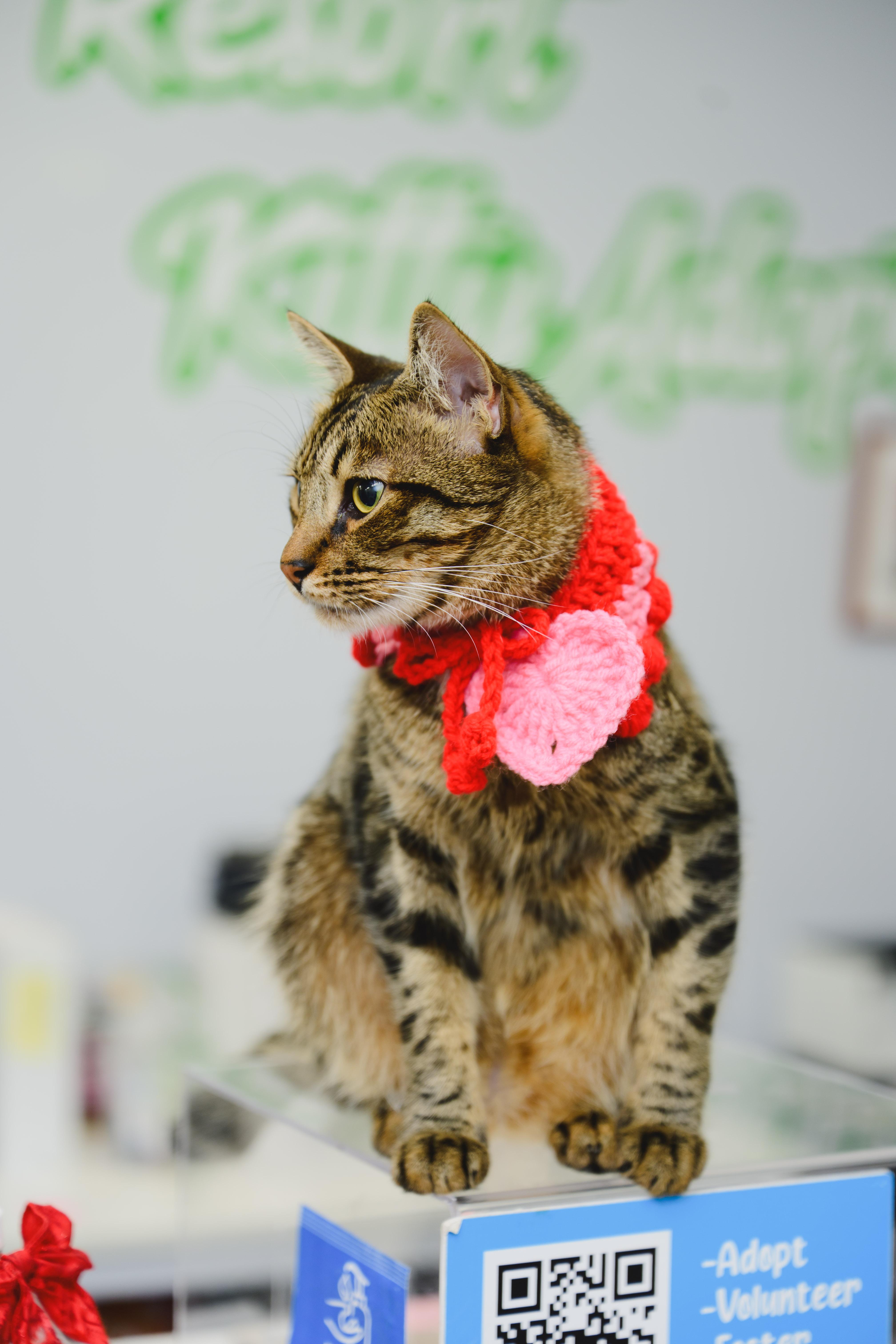 Bridger, Adoptable, Young Male Domestic Short Hair.