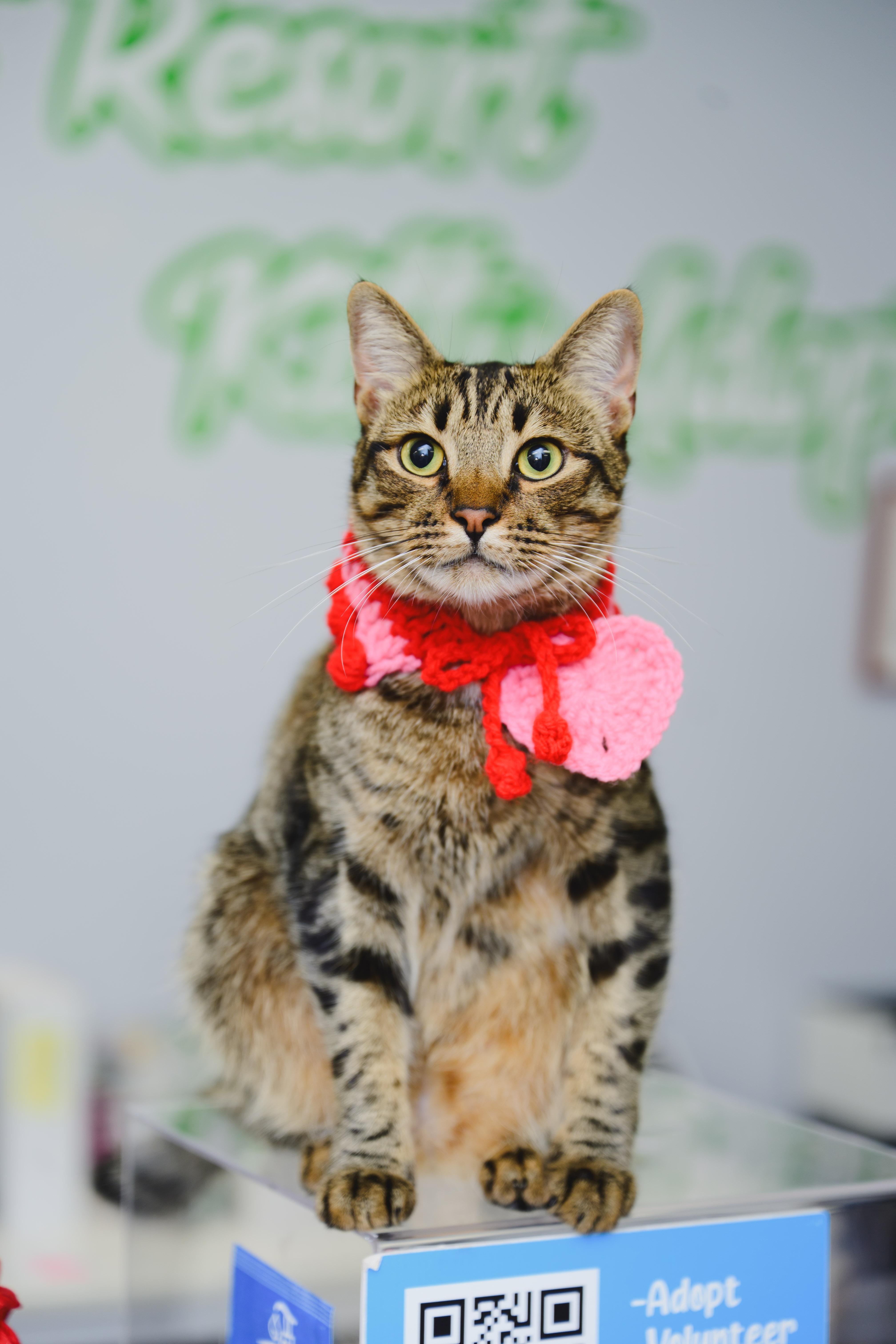 Enlarge Bridger, a Adoptable mixed breed in Honolulu, HI image 2/6