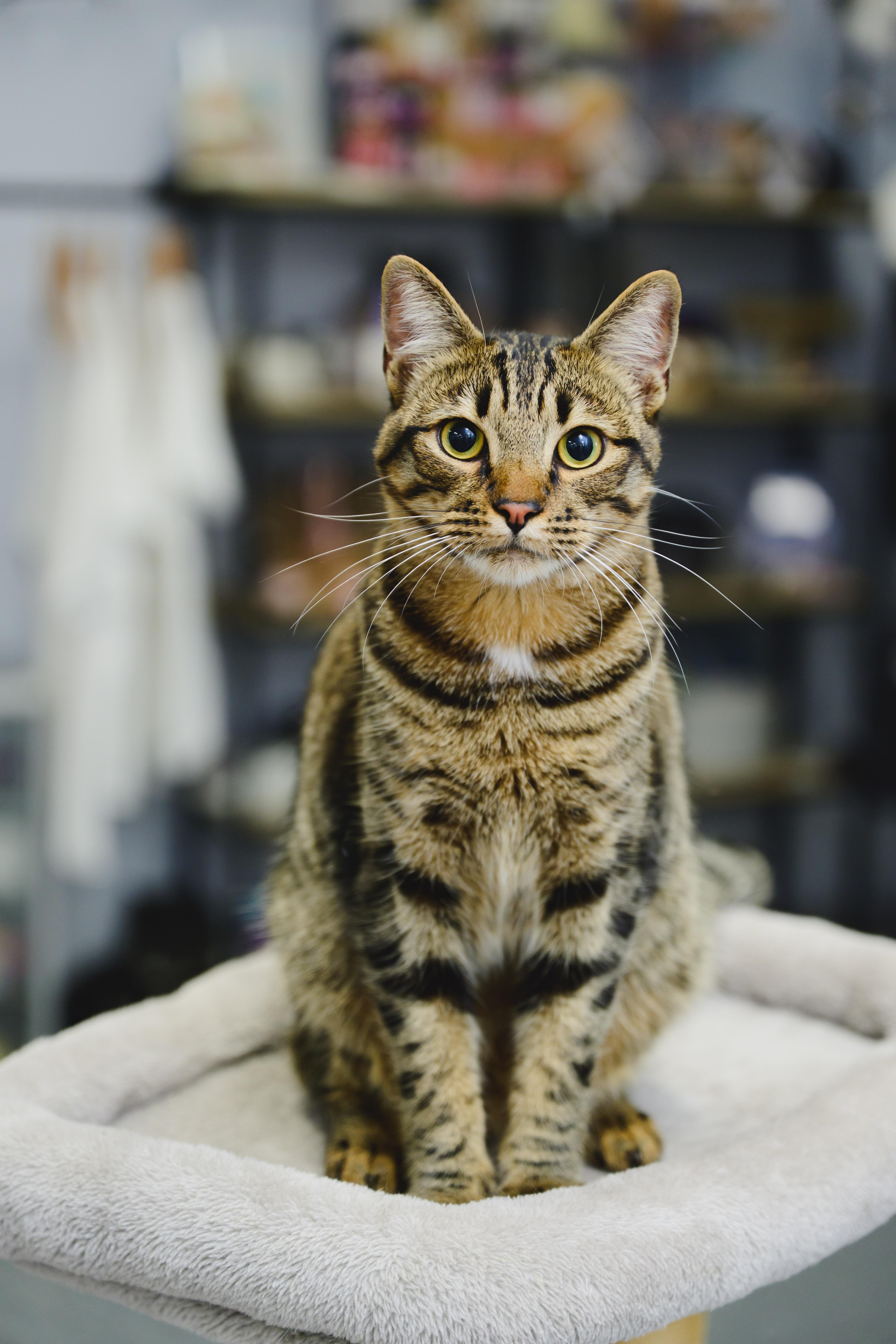 Enlarge Bridger, a Adoptable mixed breed in Honolulu, HI image 4/6