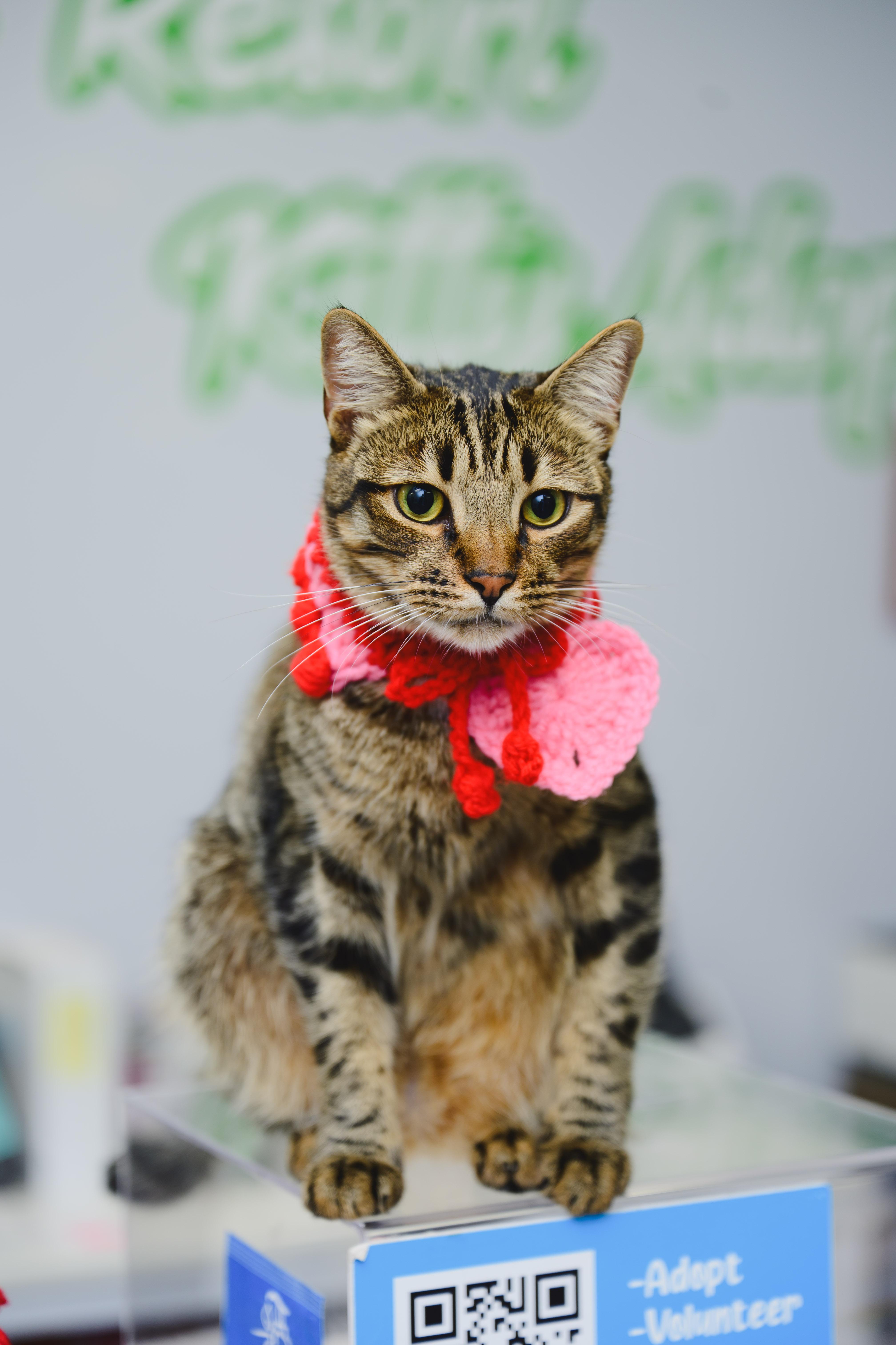 Enlarge Bridger, a Adoptable mixed breed in Honolulu, HI image 5/6