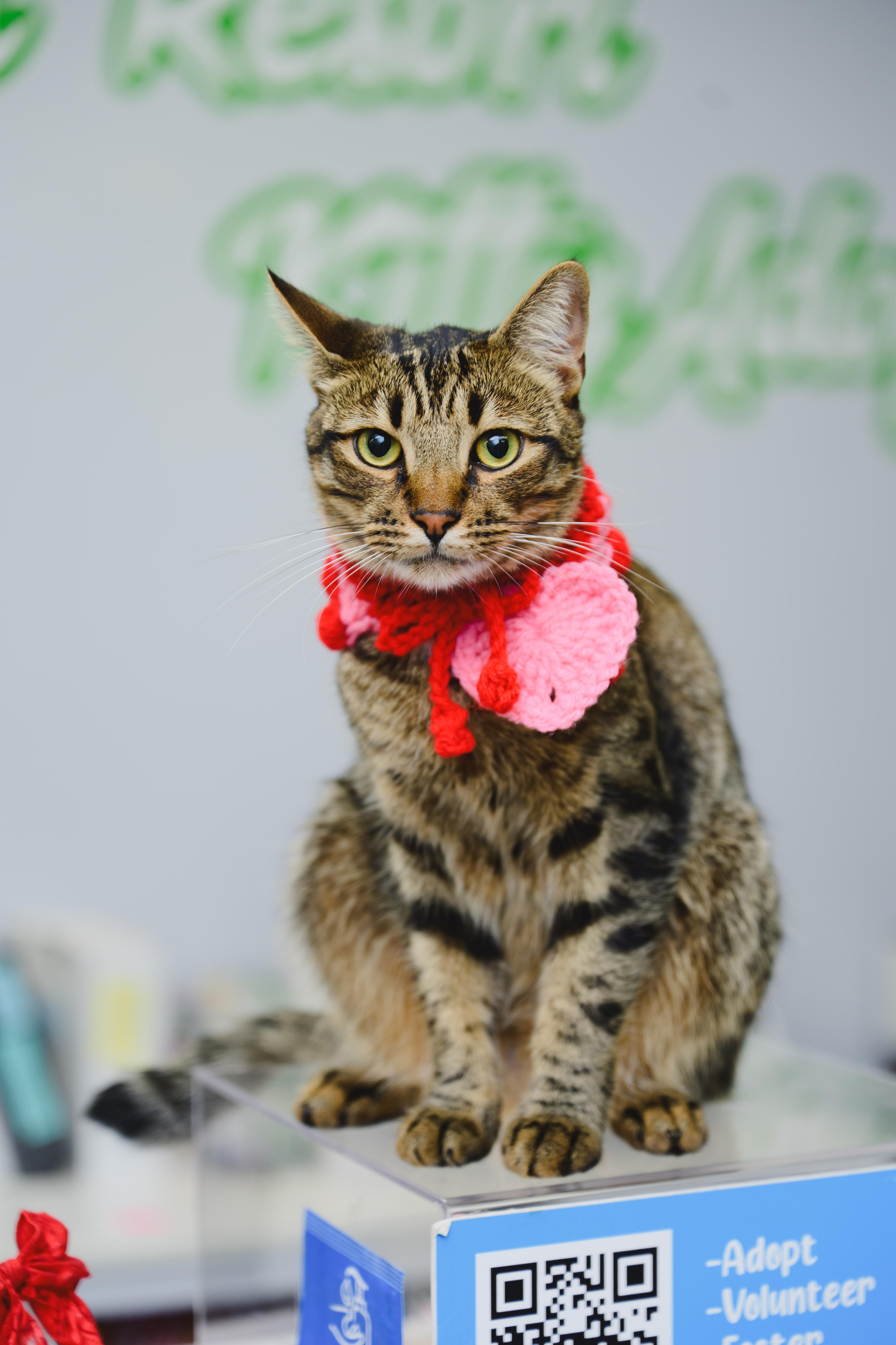 Enlarge Bridger, a Adoptable mixed breed in Honolulu, HI image 6/6