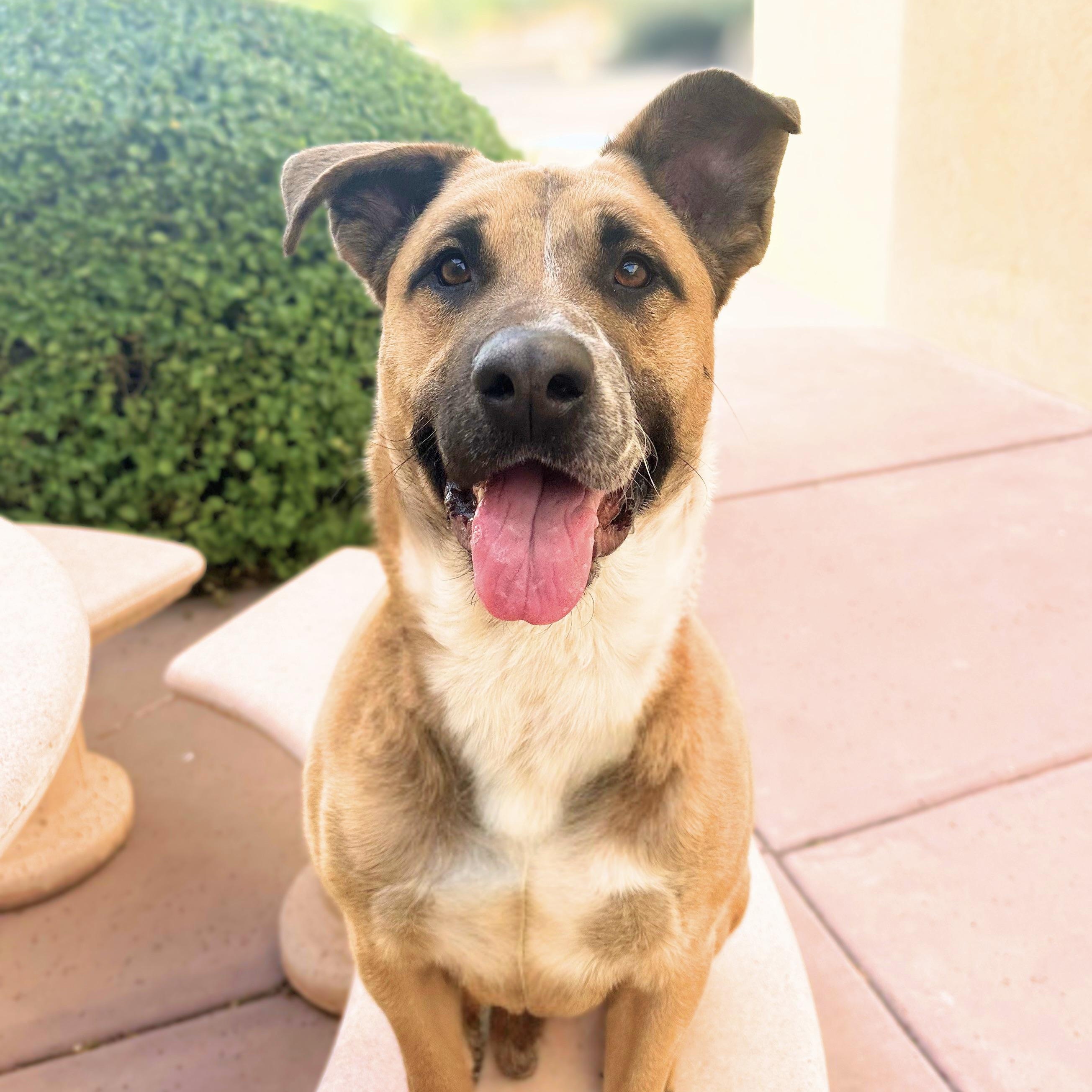 Briggs, Adoptable, Adult Male Shepherd.