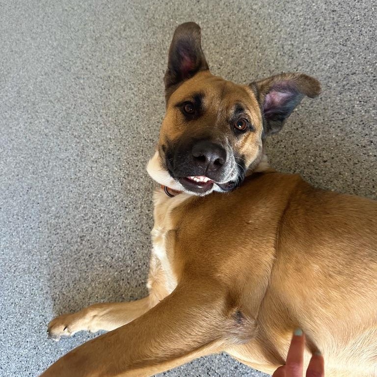 Enlarge Briggs, a Adoptable mixed breed in Scottsdale, AZ image 3/4