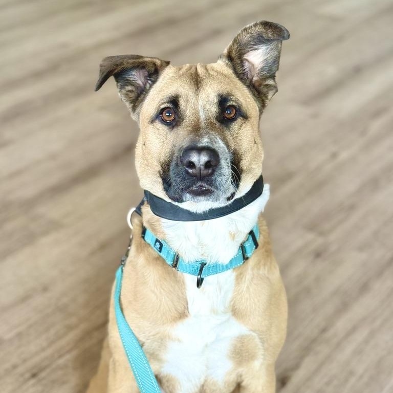 Enlarge Briggs, a Adoptable mixed breed in Scottsdale, AZ image 4/4