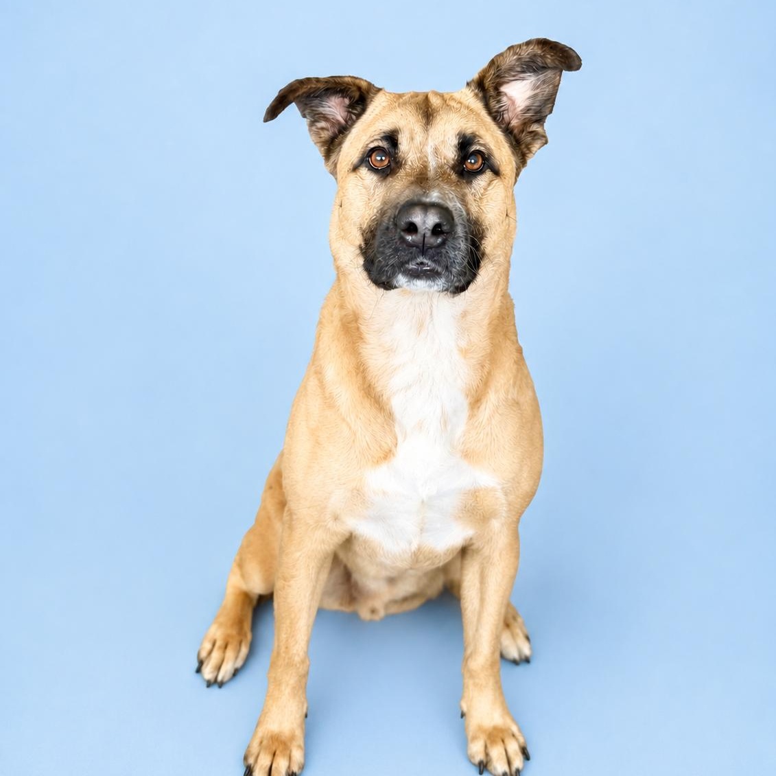Enlarge Briggs, a Adoptable mixed breed in Scottsdale, AZ image 2/4
