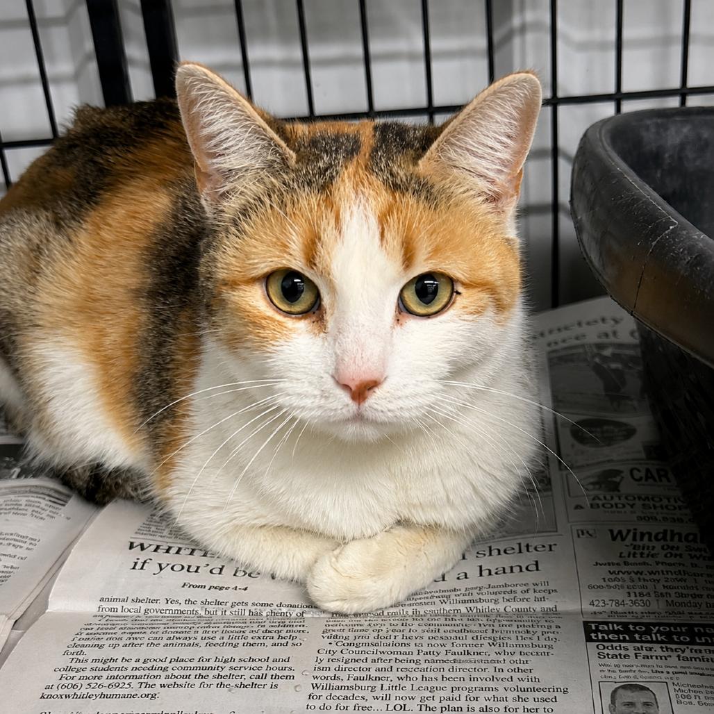 Enlarge Tuna, a Adoptable Domestic Medium Hair in Corbin, KY image 1/1
