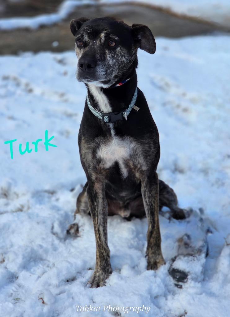 Enlarge Turk, a Adopted Mixed Breed in Cambridge, MD image 1/1