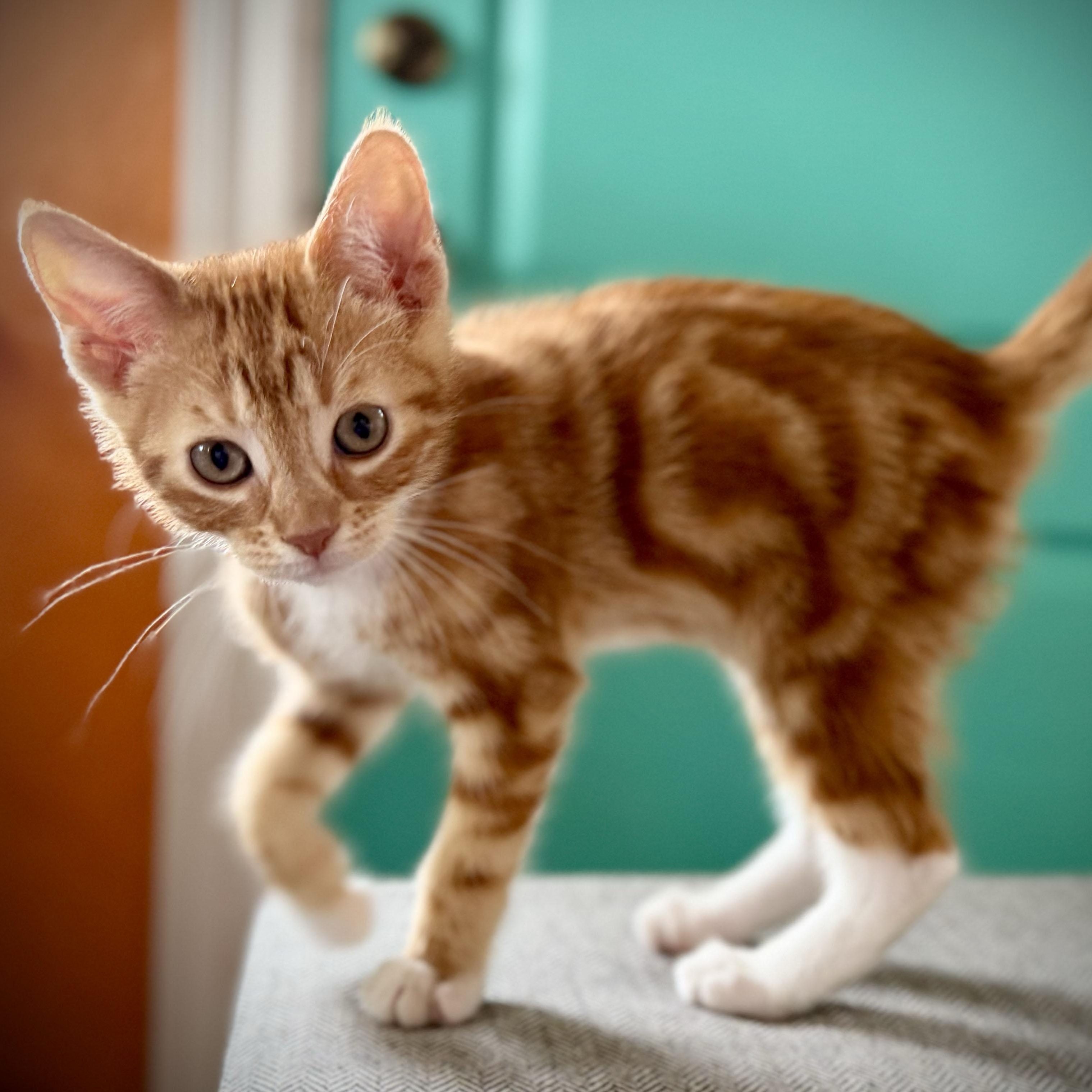 Oscar, ADOPTABLE, Kitten Male Domestic Short Hair.