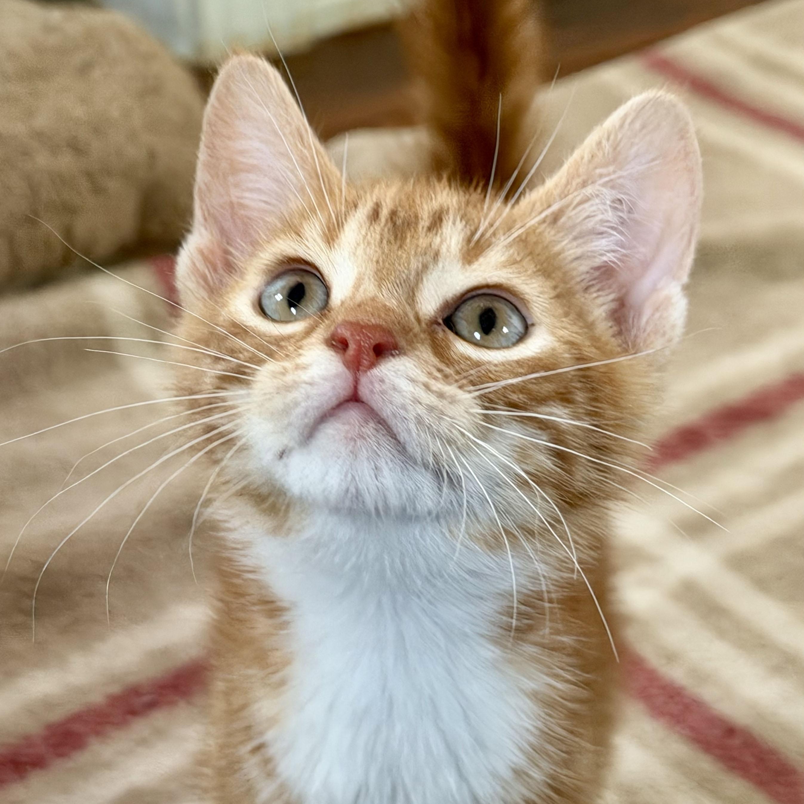 Oscar, a ADOPTABLE Domestic Short Hair in Salinas, CA image 2/4