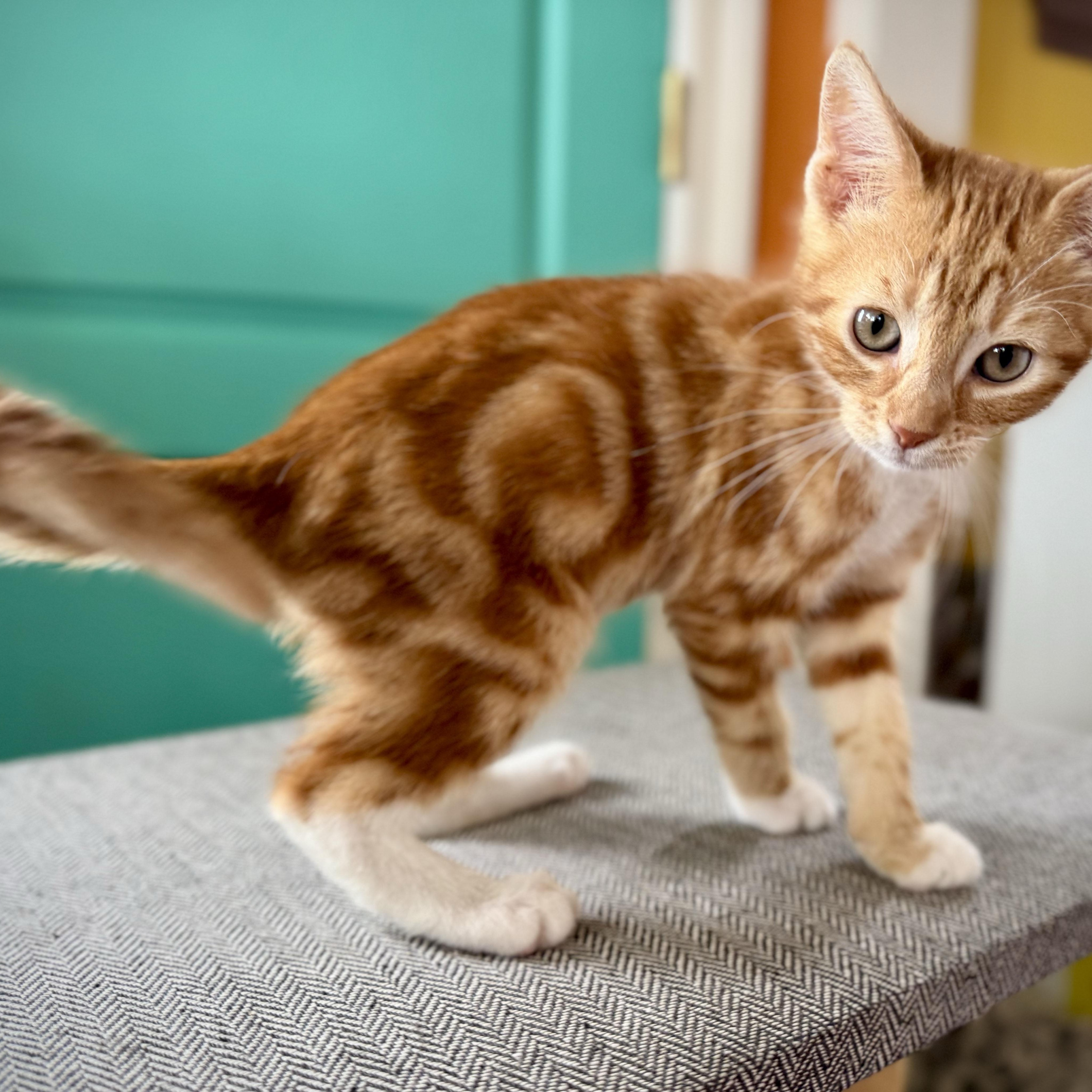 Oscar, a ADOPTABLE Domestic Short Hair in Salinas, CA image 4/4