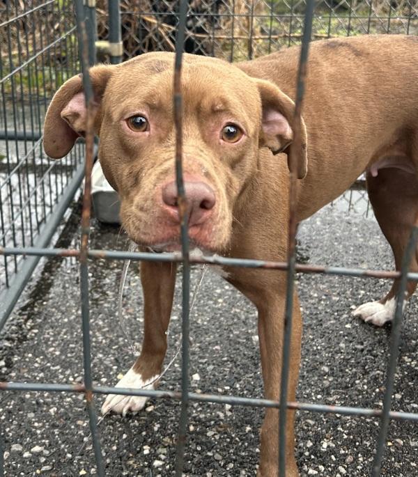 Cocoa, Adoptable, Adult Female Labrador Retriever.