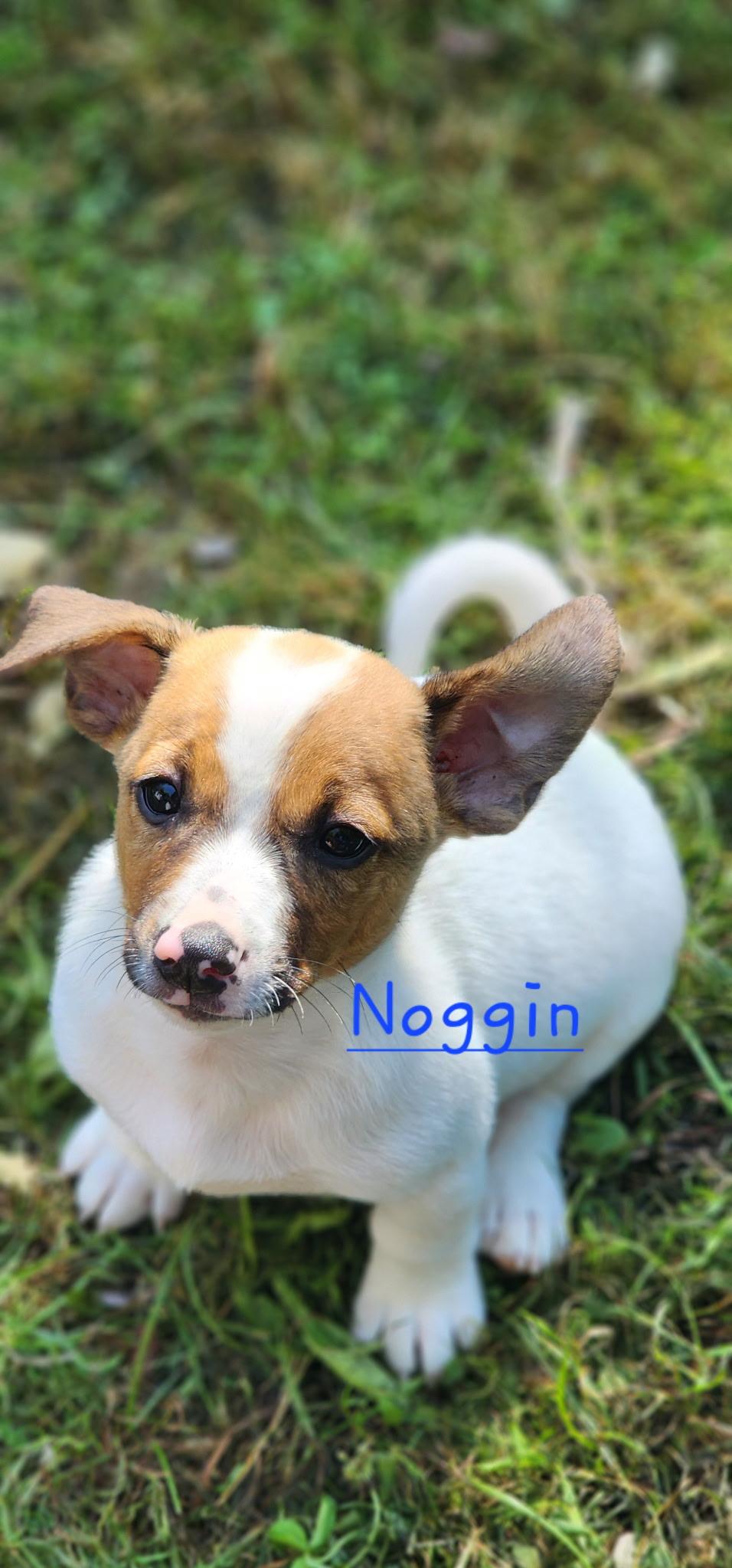 Noggin