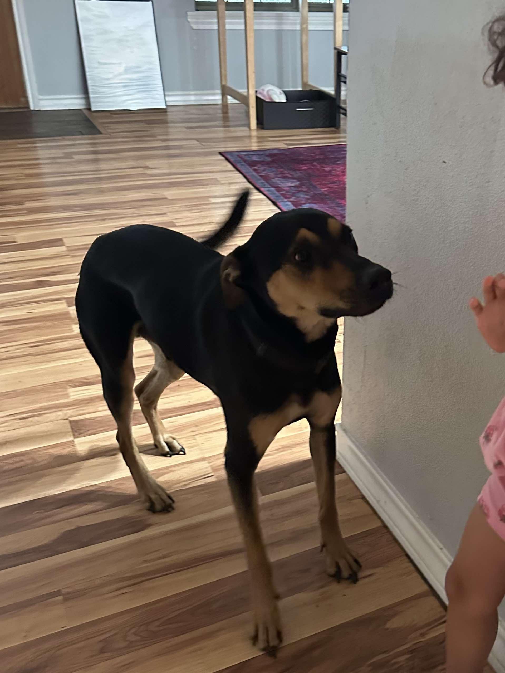 Romeo — thumbnail 4