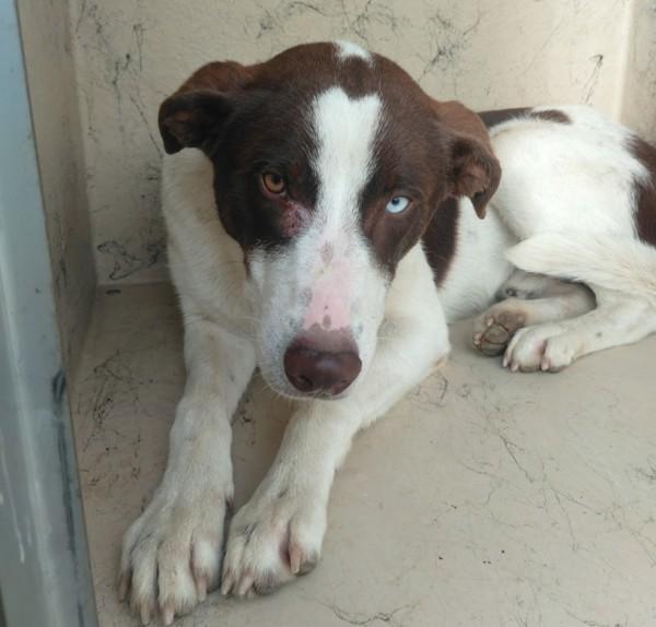 Jazz, Adoptable, Young Male Border Collie.