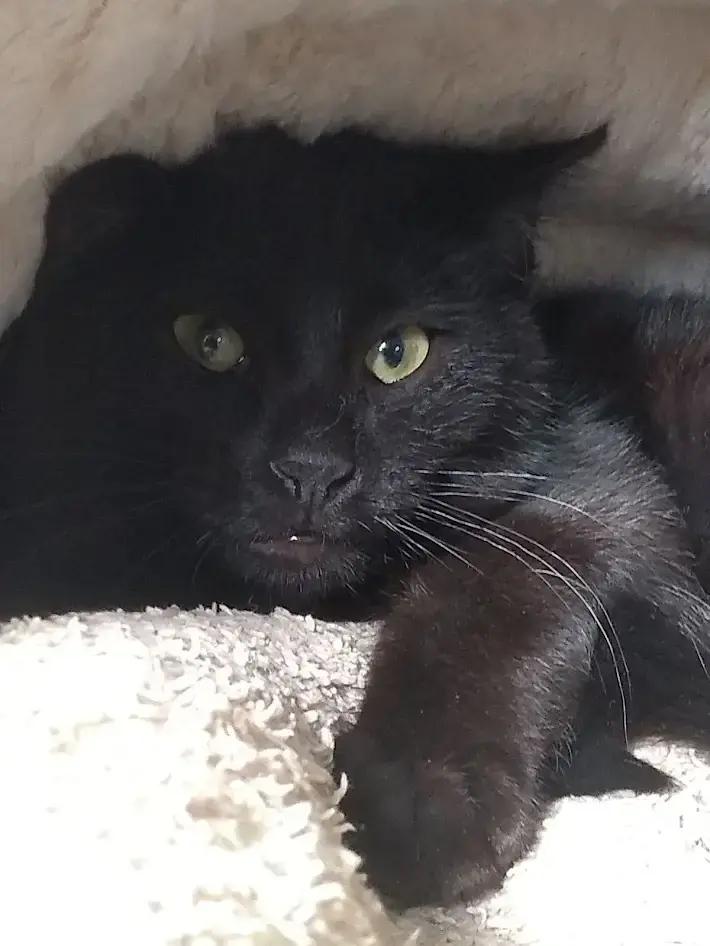 Charlie, Adoptable, Kitten Male Domestic Short Hair & Domestic Short Hair.