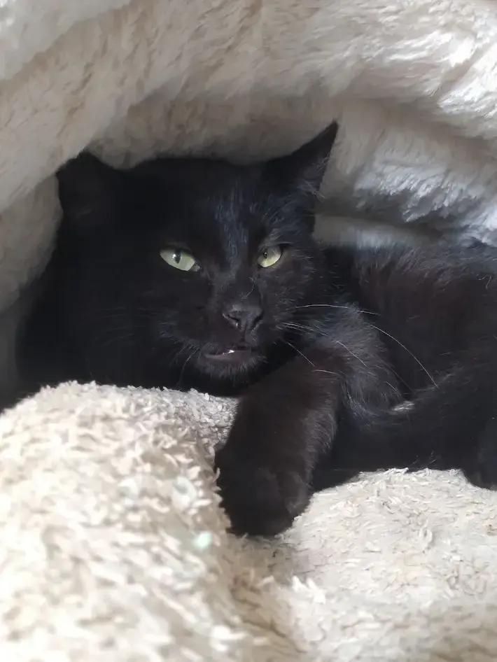 Enlarge Charlie, a Adoptable mixed breed in Leadville, CO image 2/3