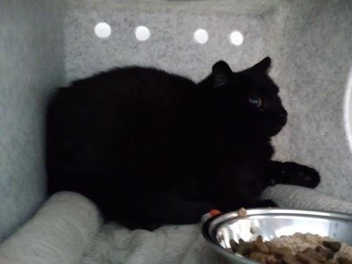 Enlarge Charlie, a Adoptable mixed breed in Leadville, CO image 3/3