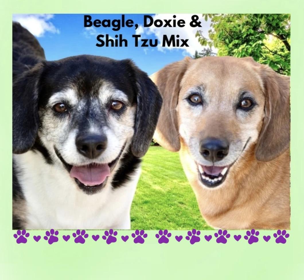 Wally & Trudie (Bonded Siblings), ADOPTABLE, Adult Male Beagle & Dachshund.