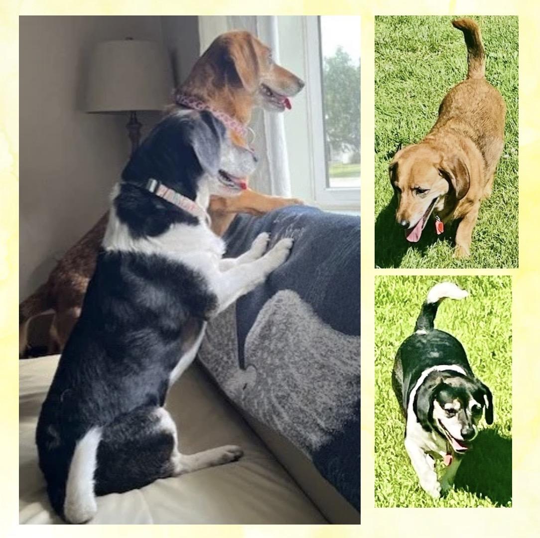 Enlarge Wally & Trudy (Bonded), a ADOPTABLE mixed breed in Westfield, NY image 3/6