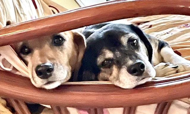 Enlarge Wally & Trudy (Bonded), a ADOPTABLE mixed breed in Westfield, NY image 2/6
