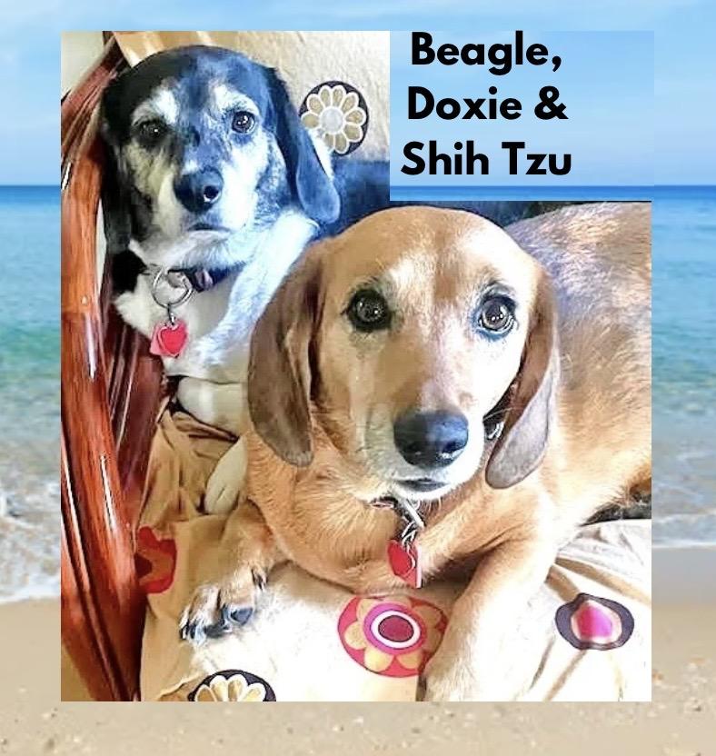 Wally & Trudy (Bonded), ADOPTABLE, Adult Male Beagle & Dachshund.
