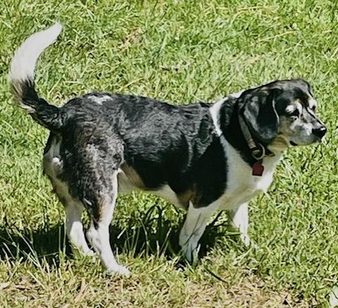 Enlarge Wally & Trudy (Bonded), a ADOPTABLE mixed breed in Westfield, NY image 6/6
