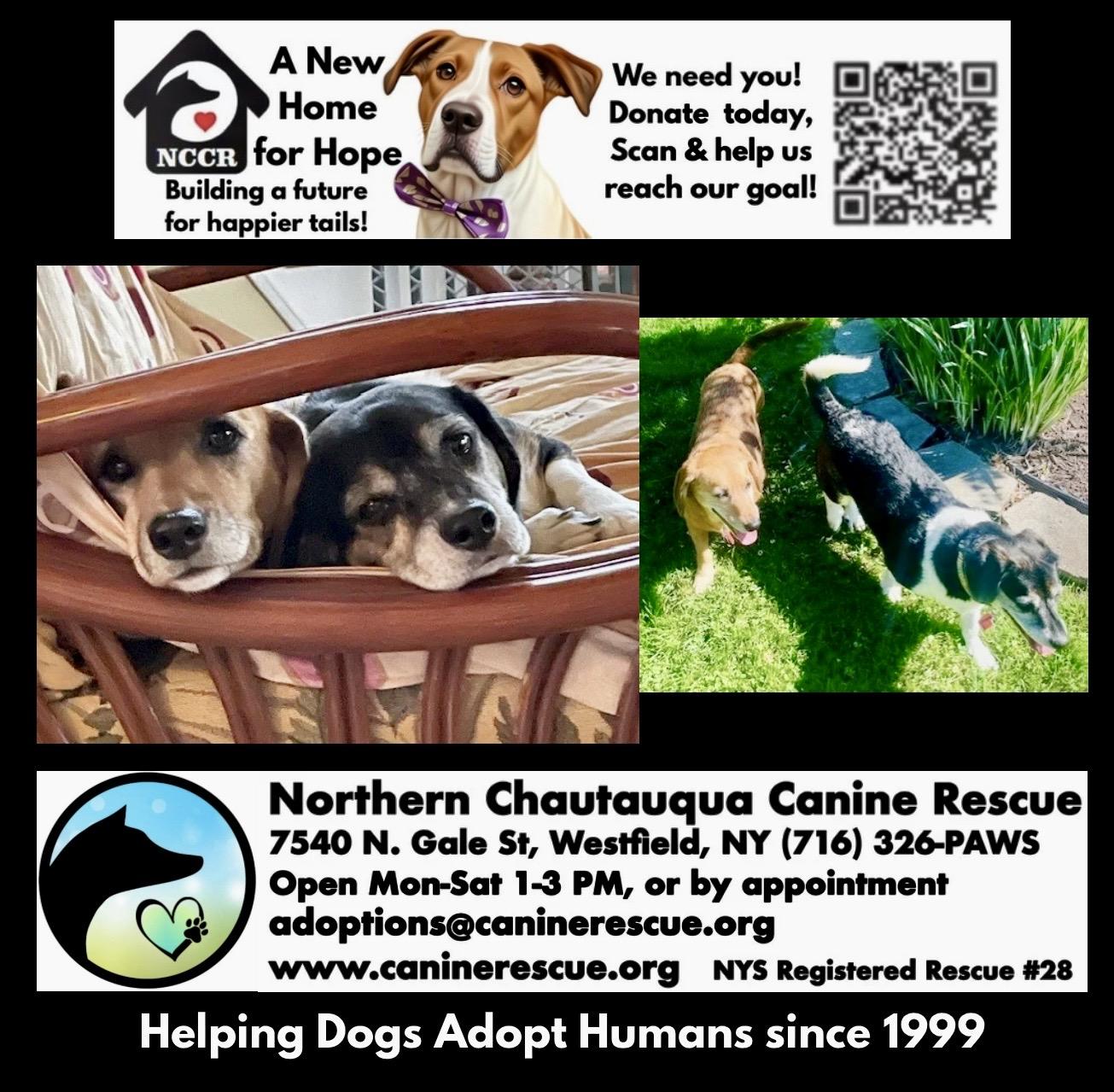 Enlarge Wally & Trudy (Bonded), a ADOPTABLE mixed breed in Westfield, NY image 4/6