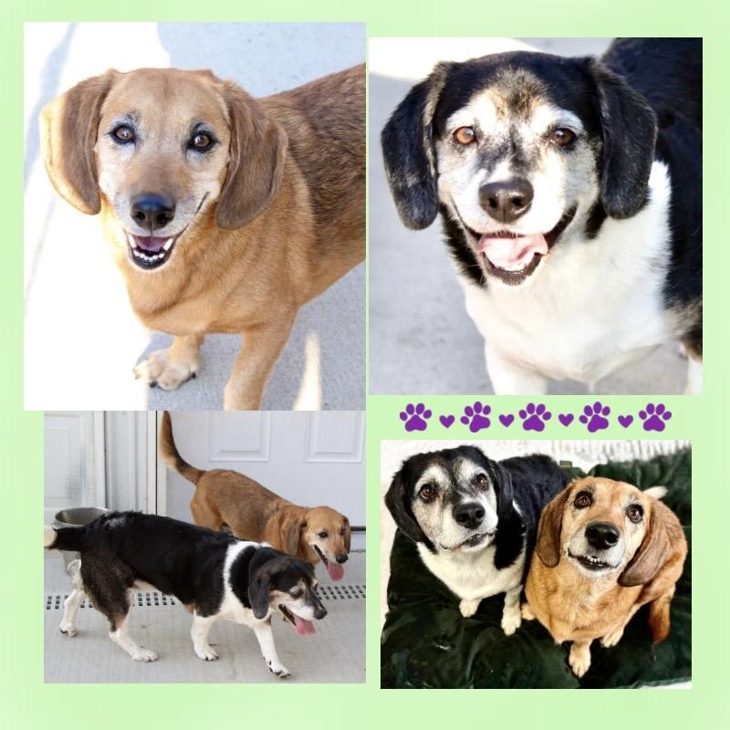 Wally & Trudie (Bonded Siblings), a ADOPTABLE mixed breed in Westfield, NY image 4/6