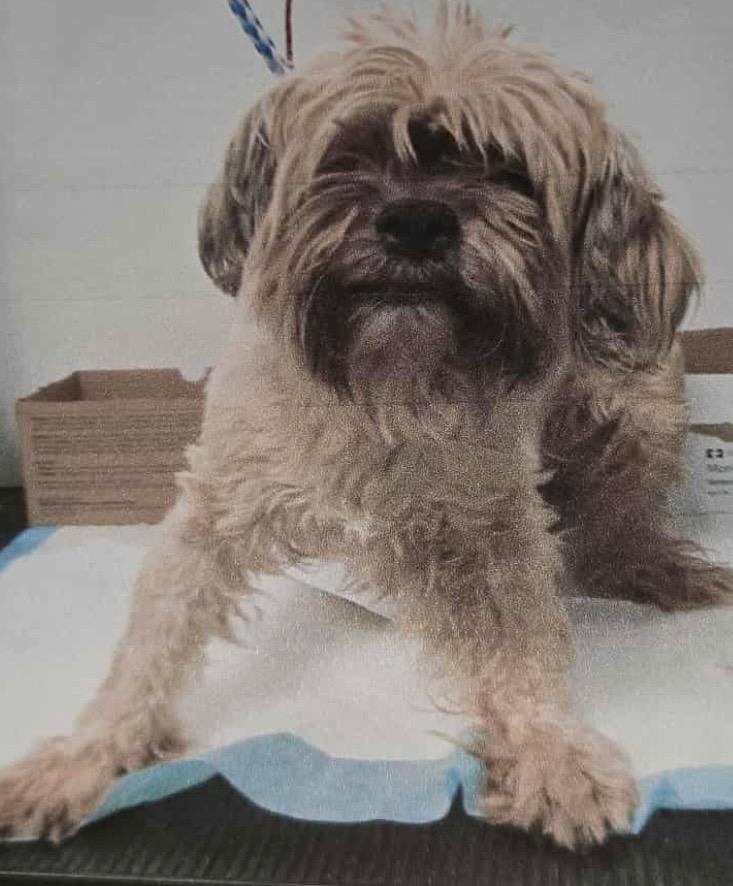 Enlarge Colin Jost, a Adoptable Shih Tzu in College Station, TX image 1/6