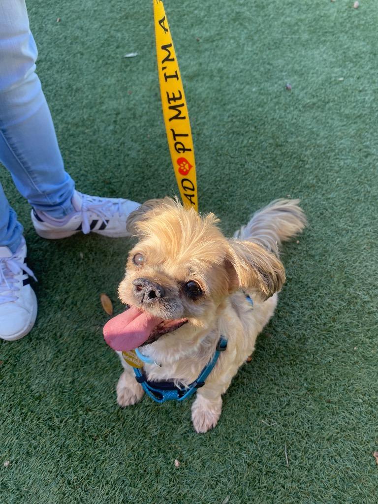 Enlarge Colin Jost, a Adoptable Shih Tzu in College Station, TX image 2/6